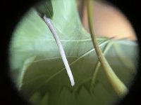 IMG_2686.jpeg