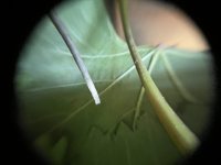IMG_2685.jpeg
