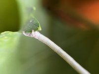 IMG_2684.jpeg