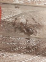 Crematogaster2.jpg