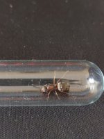 Formica1.jpg