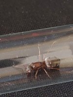 Formica3.jpg