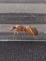 Formica5.jpg