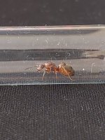 Formica6.jpg