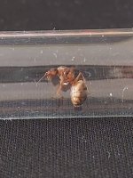 Formica7.jpg