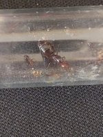 Crematogaster1.jpg