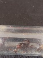 Crematogaster2.jpg