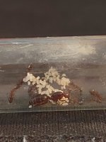 Crematogaster5.jpg