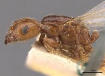 Crematogaster_lorteti_casent0908484_p_1_high.jpg