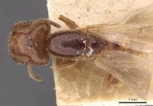 Crematogaster_lorteti_casent0908484_d_1_high.jpg