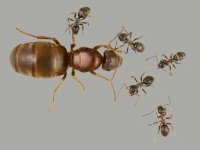 Lasius-emarginatus-queen-colony-ant-for-sale-buy-hangya-vásárlás-királynő-kolónia-házi-házihan...jpg