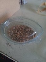 16896872989488747902666743273091.jpg 16896872989488747902666743273091.jpg