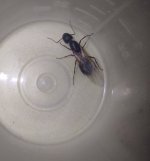 Camponotus.jpg