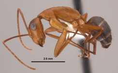 Camponotus_inaequalis_work_sideJGL.jpg