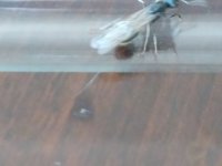 IMG_20220409_131451.jpg
