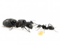Camponotus vagus Startbild.jpg