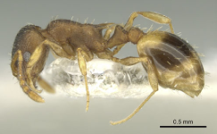 Lateral-view-of-Temnothorax-laconicus-spn-paratype-worker-Profitis-Ilias-20110501-342.png