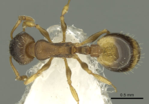 Dorsal-view-of-Temnothorax-laconicus-spn-paratype-worker-Profitis-Ilias-20110501-342.png
