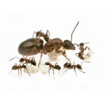 colony-of-lasius-emarginatus-ants-free-anthouse.jpg