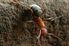 Formica_integroides_worker_ant.jpg