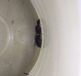 camponotus kanatli.jpg