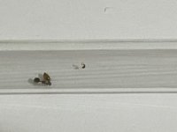 IMG_3369.jpeg