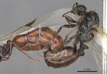 300px-v Trichomyrmex_evansi_casent0902182_p_3_high (1).jpg