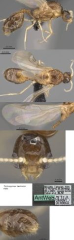 Trichomyrmex destructor.jpg