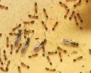 Trichomyrmex destructor.jpg