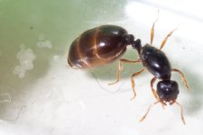 Solenopsis-fugax-9.jpg