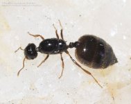 Crematogaster-sordidula-959300.sm.jpg