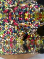 IMG_1181.jpeg