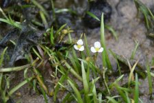 doğada Sagittaria Subulata.jpg