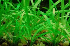 Sagittaria Subulata.jpg