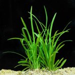 Sagittaria Subulata2.jpg