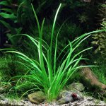 Sagittaria Subulata3.jpg