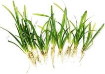 Sagittaria Subulata4.jpg
