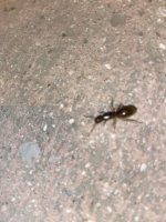 IMG_0215.jpeg