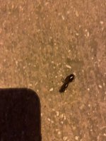 IMG_0212.jpeg