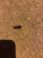 IMG_0211.jpeg
