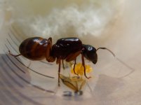 camponotus_carpenter_ant_foundress_queen_tending_eggs.jpg