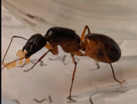 Ekran görüntüsü 2024-05-01 120630.png