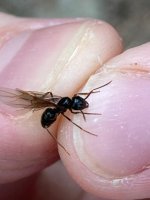 WhatsApp Görsel 2024-04-29 saat 16.04.19_b351a385.jpg