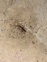 IMG_3117.jpeg