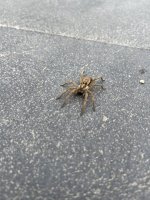 IMG_2883.jpeg