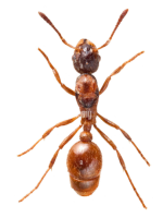 myrmica.PNG