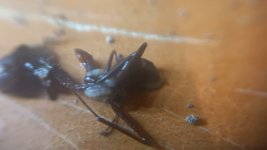 VideoCapture_20240521-213419.jpg