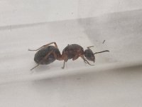 Formica.jpg