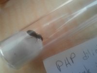Lasius yeni.jpg