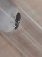 Lasius yeni2.jpg